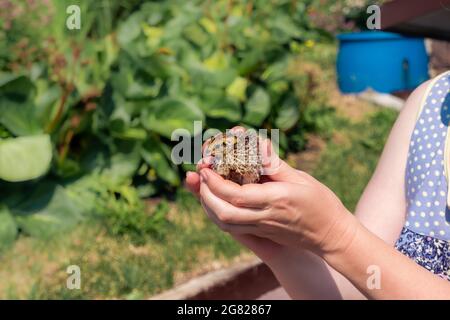 female farmer`s hands tenderly holds domestic quail chicken in her hands outdoor